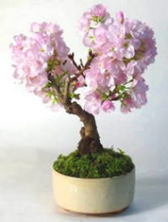 Japanese Flowering Cherry - Prunus Serrulata - Flowering Tree Bonsai Tree - 5 Seeds