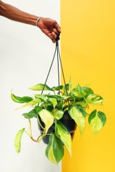 Heart Leaf Philodendron - Variegated 20CM Hanging Basket