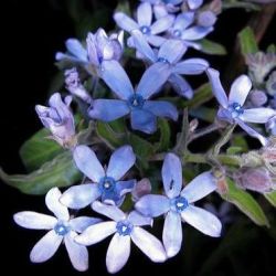 10 Blue Star Or Blue Flowered Milkweed Vine Seeds Tweedia Caerulea Seeds - Exotic Vine Seeds