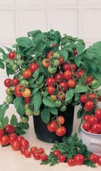 Tomato Varieties - "tiny Tim" Heirloom Tomato Seeds - Heirlooms