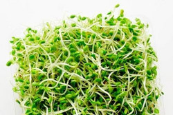 Seeds For Africa Fenugreek - Organic - Sprouting Seeds - 200 Grams