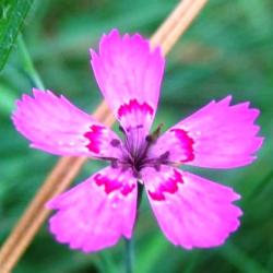 1000 Dianthus Deltoides Seeds Maiden Pinks - Bulk Perennial Seeds