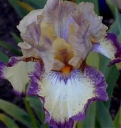 Iris Plants: Variety: Ominous Stranger - Slight Fragrance Vigorous Grower
