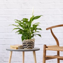 Peace Lily - In Queen Ilala Basket 15CM