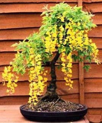 Seeds For Africa Golden Rain Tree - Koelreuteria ...