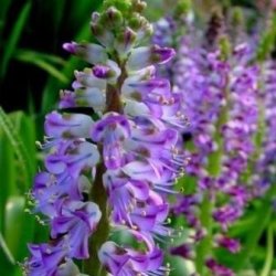 10 Lachenalia Purpureo Caerulea Seeds - Indigenous South African Bulb Seeds For In Sa