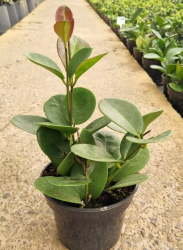 Hoya Australis - Small - 14CM Nursery Pot