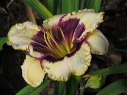 Daylily Plants: 'blackthorne' - Soft Pearl Prominent Plum Eye Zone & Edge