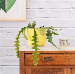 Fishbone Cactus - 12CM Nursery Pot