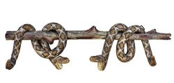 Rattlesnake On Branch - 4 Peg Decorative Snake Wall Hook