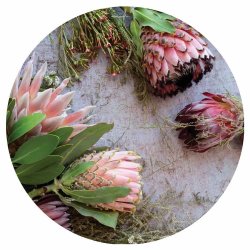 Floral Pink Mixed King Proteas Square Coaster