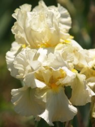 Iris Plants: Southern Comfort - Ruffled Shimmering Pearl Coloured Flowers