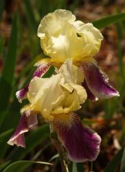 Iris Plants: 'rafy' - Dainty Soft Yellow Standards On Purple Falls