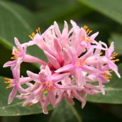 10 Dais Cotinifolia Seeds - Pompon Tree - Indigenous Fragrant Flowers - Global Flat Ship Rate