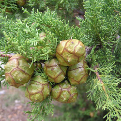 Cypress Oil Cupressus Sempervirens - 10ml