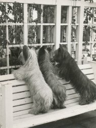 Vintage Photo three Skye Terrier Puppy Dogs Looking In Window From Outside BENCH 6 Pack New Matte Vintage Picture Large Blank Note Cards With Envelopes