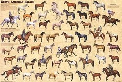 Laminated North American Horses Poster 24X36