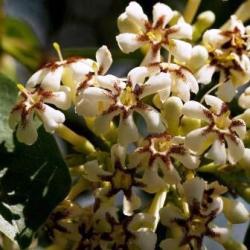 10 Schrebera Alata Seeds - Wild Jasmine - Indigenous Evergreen Flowering Tree
