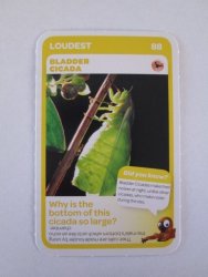 Bladder Cicada - Pick N Pay Super Animals Trading Card