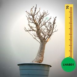 Baobab Bonsai - 70 X 43 X 45 X 18. Bare Rooted. Media And Container Not Included.