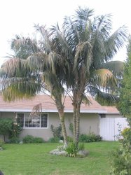 Kentia Palm - Howea Fosteriana - Exotic Palm - 5 Seeds