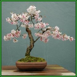 Prunus Serrulata - Japanese Flowering Cherry Bonsai - 5 Seeds + Gifts Seeds + Bonsai Ebook New