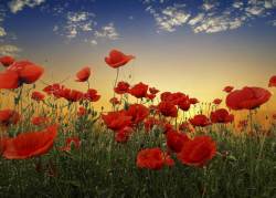 Canvas Wall Art - Poppies A0