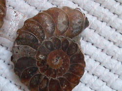 A Grade Ammonite Fossil Pair. Excellent Detail