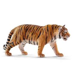 Wildlife - Tiger