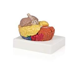 Parco Scientific PB00108 Regional Brain Model - 3 Parts Features All Lobes Cortexes Cerebellum And Brain Stem Includes Detailed Instruction Manual
