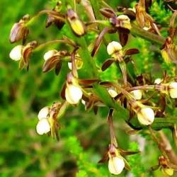 10+ Acrolophia Cochlearis Seeds - Indigenous South African Endemic Orchid Seeds - Global Shipping