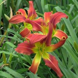 Daylily Plants: Variety: 'long Stocking' - Eyecatching 'spider' Variety - Huge Flowers