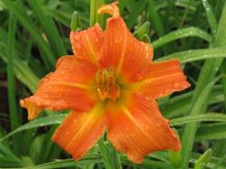 Daylily Plants: 'glowing Embers' - Bright Orange Daylilies. Brighten Up You're Garden Prolific