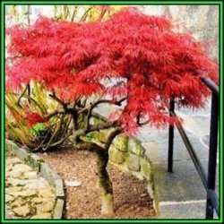 Acer Palmatum - 5 Seeds - Japanese Maple Tree Or Shrub Beatifull Autumn Colour - New