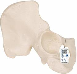 3B Scientific A35 5 Hip Bone - 3B Smart Anatomy