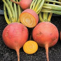 Beetroot Seeds Touchstone Gold - 15 Beetroot Seeds
