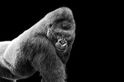 Poster Foundry Adult Gorilla Staring On Black Background Photo Art Print Poster 18X12 Inch