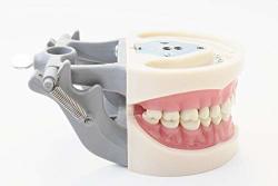 Dental Typodont Model Kilgore Nissin Removable Teeth