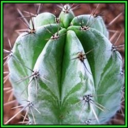 Polaskia Chichipe - 100 Bulk Seed Pack - Exotic Cactus Succulent Edible Fruit - New