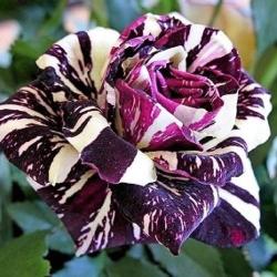 Black Dragon Rose Seeds