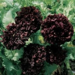 Seeds For Africa Black Peony Poppy Annual - Papver Paeoniflorum - 20 Seeds