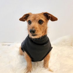 The Weekend Dog Jersey - XS Extra Length