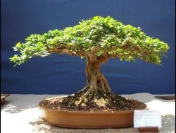 Camel Thorn Acacia Erioloba 5 Seeds Prices Shop Deals Online Pricecheck