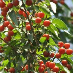 10 Cordia Caffra Seeds - Septee Saucer-berry - Indigenous Edible Fruit Tree