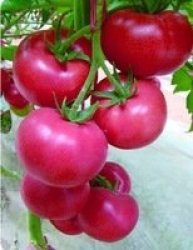 Cherry Tomato Seeds Pink - 10 Tomato Seeds