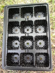 Plastic Seedling Tray - 12 Division