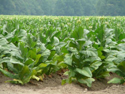 Tennessee Tobacco Seeds Tn49 Wolds Most Grown Tobacco Fast Maturity. 30 Seeds