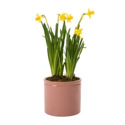 Daffodil In Ceramic