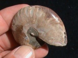 Fossil Ammonite. +- 120 Million Years Old. Madagascar