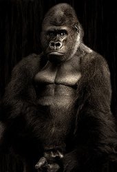 Home Comforts Laminated Poster Monkey Gorilla Powerful Silverback Silvery Grey Poster